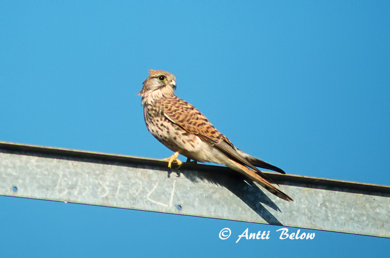 Avainsanat: Xoriguer comú Tårnfalk Torenvalk Common Kestrel Tuuletallaja Tuulihaukka Faucon crécerelle Turmfalke Vörös vércse Turnfálki Gheppio Tårnfalk Peneireiro-vulgar Falco tinnunculus Cernícalo Vulgar Tornfalk