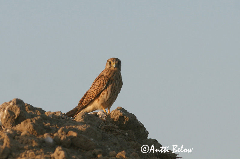 Avainsanat: Xoriguer comú Tårnfalk Torenvalk Common Kestrel Tuuletallaja Tuulihaukka Faucon crécerelle Turmfalke Vörös vércse Turnfálki Gheppio Tårnfalk Peneireiro-vulgar Falco tinnunculus Cernícalo Vulgar Tornfalk