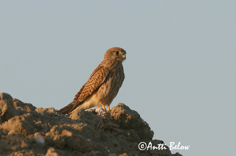 Avainsanat: Xoriguer comú Tårnfalk Torenvalk Common Kestrel Tuuletallaja Tuulihaukka Faucon crécerelle Turmfalke Vörös vércse Turnfálki Gheppio Tårnfalk Peneireiro-vulgar Falco tinnunculus Cernícalo Vulgar Tornfalk