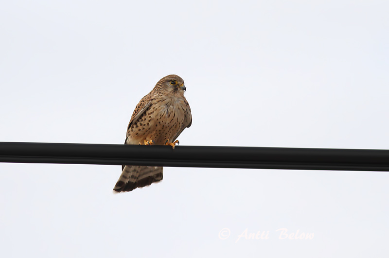 Avainsanat: Xoriguer comú Tårnfalk Torenvalk Common Kestrel Tuuletallaja Tuulihaukka Faucon crécerelle Turmfalke Vörös vércse Turnfálki Gheppio Tårnfalk Peneireiro-vulgar Falco tinnunculus Cernícalo Vulgar Tornfalk