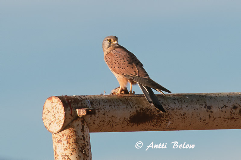 Avainsanat: Xoriguer comú Tårnfalk Torenvalk Common Kestrel Tuuletallaja Tuulihaukka Faucon crécerelle Turmfalke Vörös vércse Turnfálki Gheppio Tårnfalk Peneireiro-vulgar Falco tinnunculus Cernícalo Vulgar Tornfalk