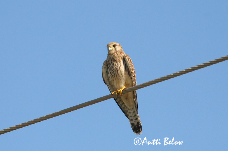 Avainsanat: Xoriguer comú Tårnfalk Torenvalk Common Kestrel Tuuletallaja Tuulihaukka Faucon crécerelle Turmfalke Vörös vércse Turnfálki Gheppio Tårnfalk Peneireiro-vulgar Falco tinnunculus Cernícalo Vulgar Tornfalk
