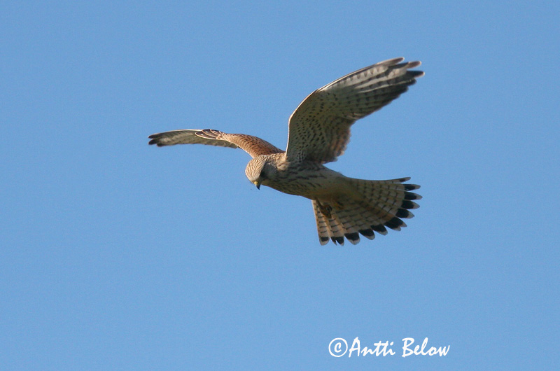 Avainsanat: Xoriguer comú Tårnfalk Torenvalk Common Kestrel Tuuletallaja Tuulihaukka Faucon crécerelle Turmfalke Vörös vércse Turnfálki Gheppio Tårnfalk Peneireiro-vulgar Falco tinnunculus Cernícalo Vulgar Tornfalk