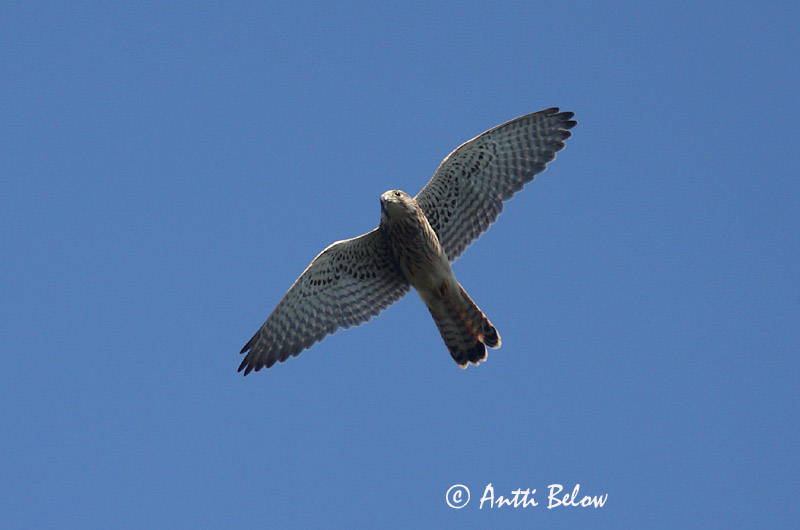 Avainsanat: Xoriguer comú Tårnfalk Torenvalk Common Kestrel Tuuletallaja Tuulihaukka Faucon crécerelle Turmfalke Vörös vércse Turnfálki Gheppio Tårnfalk Peneireiro-vulgar Falco tinnunculus Cernícalo Vulgar Tornfalk