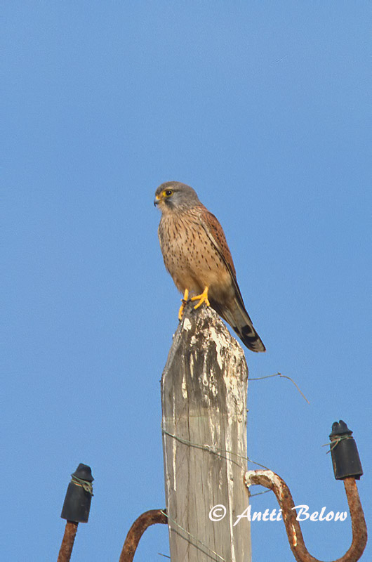 Avainsanat: Xoriguer comú Tårnfalk Torenvalk Common Kestrel Tuuletallaja Tuulihaukka Faucon crécerelle Turmfalke Vörös vércse Turnfálki Gheppio Tårnfalk Peneireiro-vulgar Falco tinnunculus Cernícalo Vulgar Tornfalk