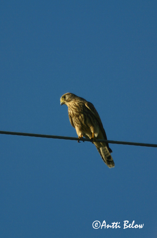 Avainsanat: Xoriguer comú Tårnfalk Torenvalk Common Kestrel Tuuletallaja Tuulihaukka Faucon crécerelle Turmfalke Vörös vércse Turnfálki Gheppio Tårnfalk Peneireiro-vulgar Falco tinnunculus Cernícalo Vulgar Tornfalk