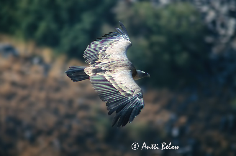 Avainsanat: Voltor comú Gåsegrib Vale gier Eurasian Griffon Vulture Kaeluskotkas Hanhikorppikotka Vautour fauve Gänsegeier Fakókeselyü Gæsagammur Gåsegribb Grifo-comum Gyps fulvus Buitre Leonado Gåsgam