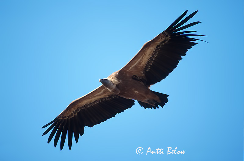 Avainsanat: Voltor comú Gåsegrib Vale gier Eurasian Griffon Vulture Kaeluskotkas Hanhikorppikotka Vautour fauve Gänsegeier Fakókeselyü Gæsagammur Gåsegribb Grifo-comum Gyps fulvus Buitre Leonado Gåsgam