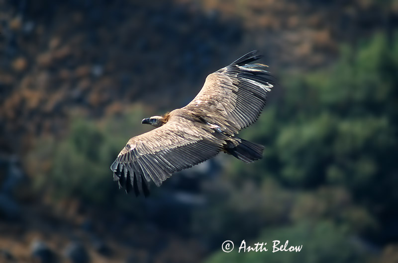 Avainsanat: Voltor comú Gåsegrib Vale gier Eurasian Griffon Vulture Kaeluskotkas Hanhikorppikotka Vautour fauve Gänsegeier Fakókeselyü Gæsagammur Gåsegribb Grifo-comum Gyps fulvus Buitre Leonado Gåsgam