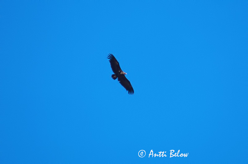 Avainsanat: Voltor negre Monniksgier Eurasian Black Vulture Munkkikorppikotka Vautour moine Mönchsgeier Munkegribb Aegypius monachus Buitre Negro Grågam