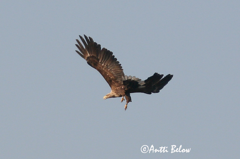Avainsanat: Grua Trane Kraanvogel Common Crane Sookurg Kurki Grue cendrée Kranich Daru Grátrana Gru Grou-comum Grus grus Grulla Común Trana