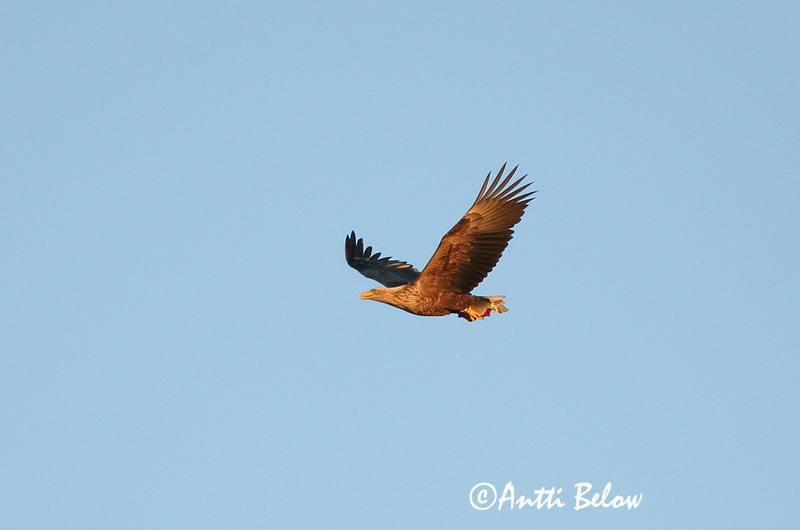 Avainsanat: Àguila marina Havørn Zeearend White-tailed Eagle Merikotkas Merikotka Pygargue à queue blanche Seeadler Rétisas Haförn Aquila di mare Havørn Águia-rabalva Haliaeetus albicilla Pigargo Europeo Havsörn