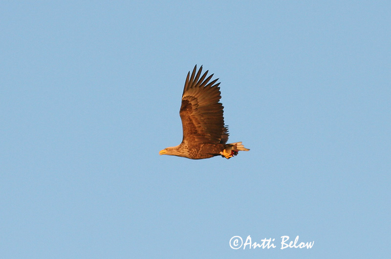 Avainsanat: Àguila marina Havørn Zeearend White-tailed Eagle Merikotkas Merikotka Pygargue à queue blanche Seeadler Rétisas Haförn Aquila di mare Havørn Águia-rabalva Haliaeetus albicilla Pigargo Europeo Havsörn