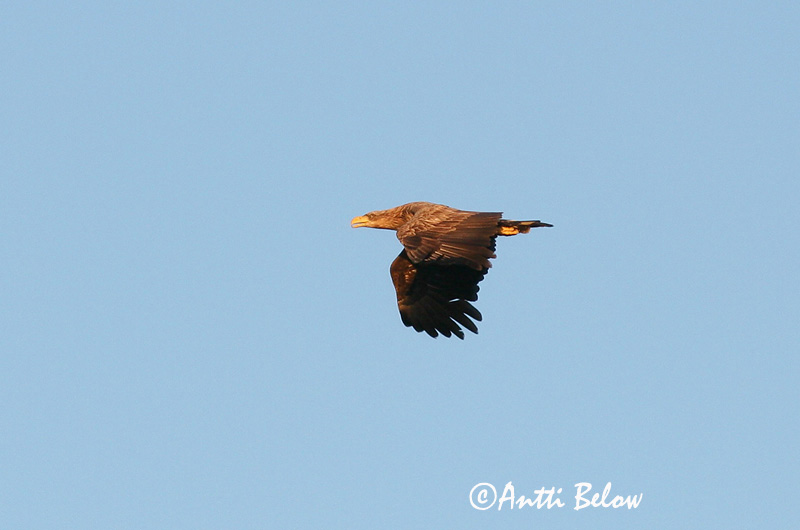 Avainsanat: Àguila marina Havørn Zeearend White-tailed Eagle Merikotkas Merikotka Pygargue à queue blanche Seeadler Rétisas Haförn Aquila di mare Havørn Águia-rabalva Haliaeetus albicilla Pigargo Europeo Havsörn