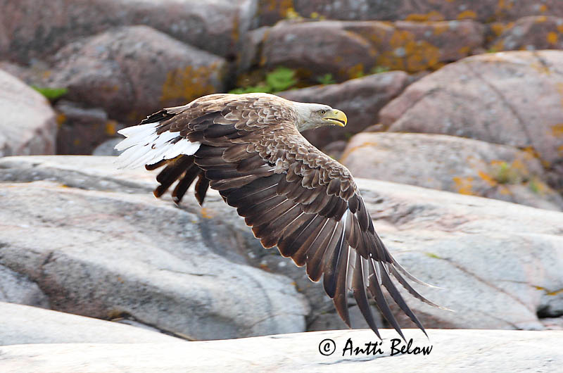 Avainsanat: Àguila marina Havørn Zeearend White-tailed Eagle Merikotkas Merikotka Pygargue à queue blanche Seeadler Rétisas Haförn Aquila di mare Havørn Águia-rabalva Haliaeetus albicilla Pigargo Europeo Havsörn