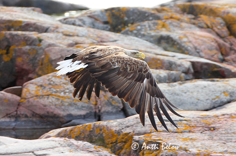 Avainsanat: Àguila marina Havørn Zeearend White-tailed Eagle Merikotkas Merikotka Pygargue à queue blanche Seeadler Rétisas Haförn Aquila di mare Havørn Águia-rabalva Haliaeetus albicilla Pigargo Europeo Havsörn