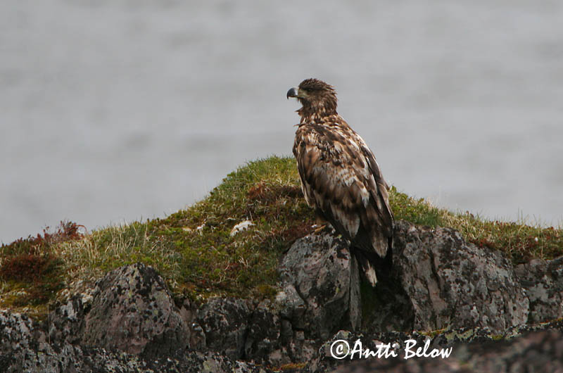 Avainsanat: Àguila marina Havørn Zeearend White-tailed Eagle Merikotkas Merikotka Pygargue à queue blanche Seeadler Rétisas Haförn Aquila di mare Havørn Águia-rabalva Haliaeetus albicilla Pigargo Europeo Havsörn