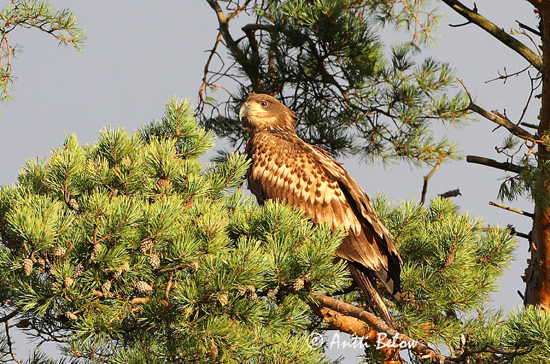 Avainsanat: Àguila marina Havørn Zeearend White-tailed Eagle Merikotkas Merikotka Pygargue à queue blanche Seeadler Rétisas Haförn Aquila di mare Havørn Águia-rabalva Haliaeetus albicilla Pigargo Europeo Havsörn