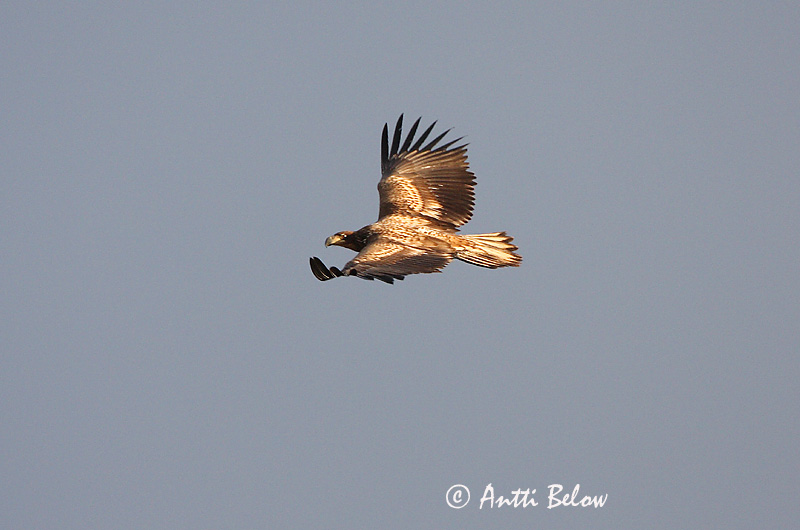 Avainsanat: Àguila marina Havørn Zeearend White-tailed Eagle Merikotkas Merikotka Pygargue à queue blanche Seeadler Rétisas Haförn Aquila di mare Havørn Águia-rabalva Haliaeetus albicilla Pigargo Europeo Havsörn