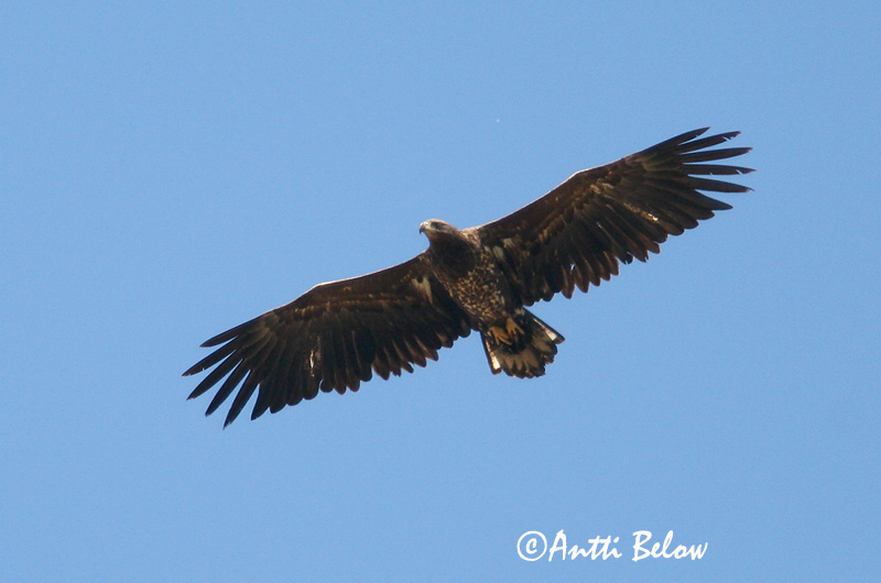 Avainsanat: Àguila marina Havørn Zeearend White-tailed Eagle Merikotkas Merikotka Pygargue à queue blanche Seeadler Rétisas Haförn Aquila di mare Havørn Águia-rabalva Haliaeetus albicilla Pigargo Europeo Havsörn