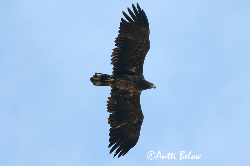Avainsanat: Àguila marina Havørn Zeearend White-tailed Eagle Merikotkas Merikotka Pygargue à queue blanche Seeadler Rétisas Haförn Aquila di mare Havørn Águia-rabalva Haliaeetus albicilla Pigargo Europeo Havsörn
