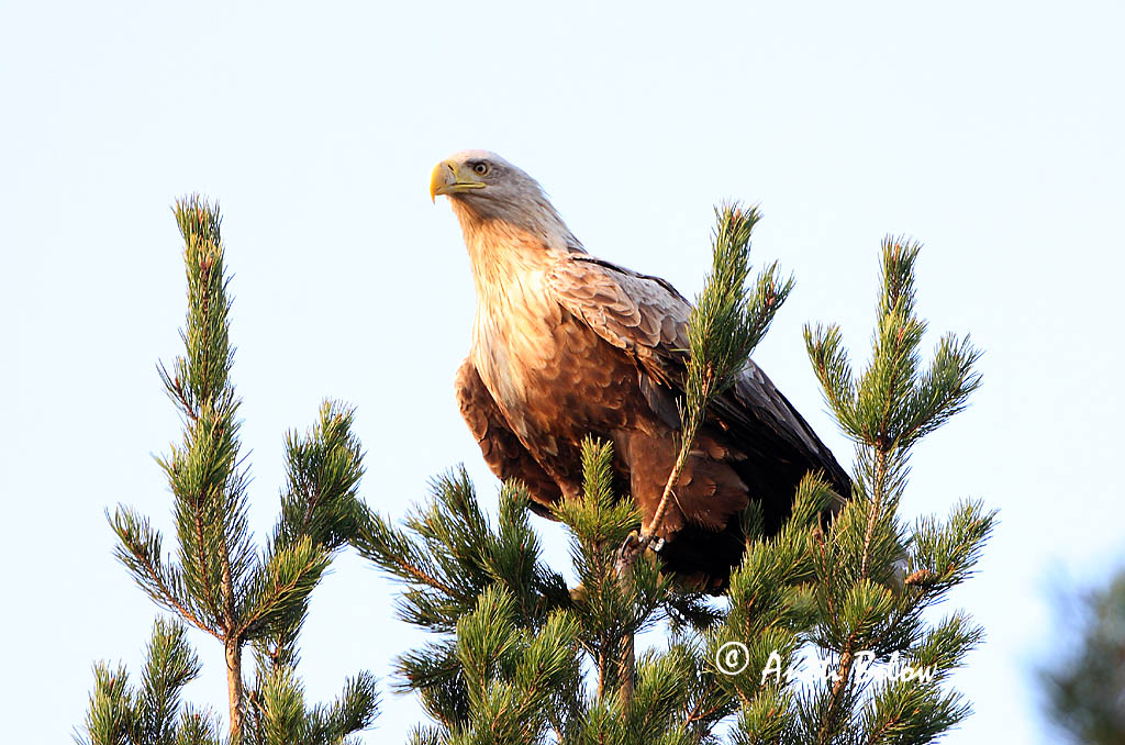 Avainsanat: Àguila marina Havørn Zeearend White-tailed Eagle Merikotkas Merikotka Pygargue à queue blanche Seeadler Rétisas Haförn Aquila di mare Havørn Águia-rabalva Haliaeetus albicilla Pigargo Europeo Havsörn
