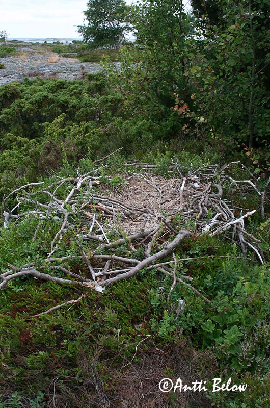 Avainsanat: Àguila marina Havørn Zeearend White-tailed Eagle Merikotkas Merikotka Pygargue à queue blanche Seeadler Rétisas Haförn Aquila di mare Havørn Águia-rabalva Haliaeetus albicilla Pigargo Europeo Havsörn
