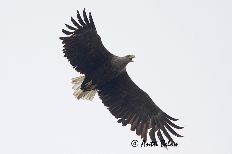 Avainsanat: Àguila marina Havørn Zeearend White-tailed Eagle Merikotkas Merikotka Pygargue à queue blanche Seeadler Rétisas Haförn Aquila di mare Havørn Águia-rabalva Haliaeetus albicilla Pigargo Europeo Havsörn