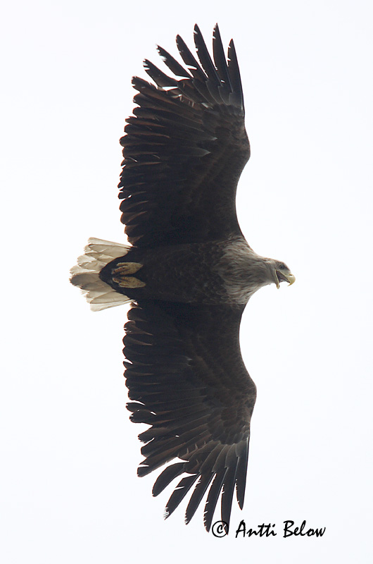 Avainsanat: Àguila marina Havørn Zeearend White-tailed Eagle Merikotkas Merikotka Pygargue à queue blanche Seeadler Rétisas Haförn Aquila di mare Havørn Águia-rabalva Haliaeetus albicilla Pigargo Europeo Havsörn