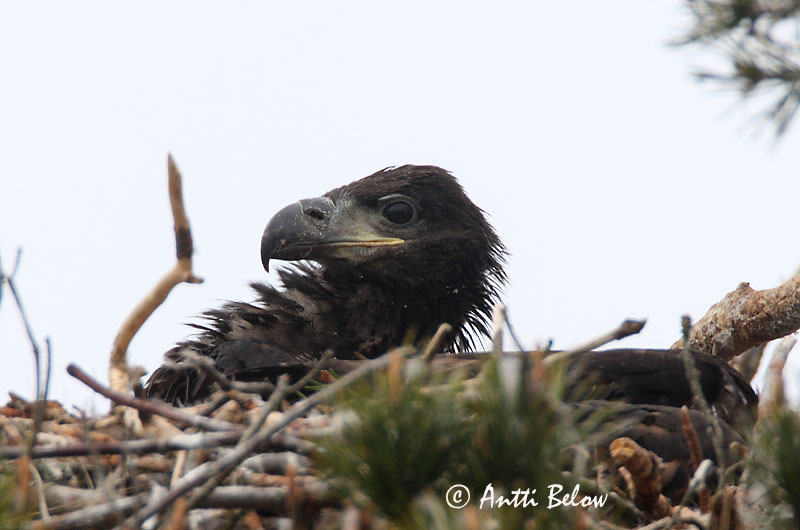 Avainsanat: Àguila marina Havørn Zeearend White-tailed Eagle Merikotkas Merikotka Pygargue à queue blanche Seeadler Rétisas Haförn Aquila di mare Havørn Águia-rabalva Haliaeetus albicilla Pigargo Europeo Havsörn