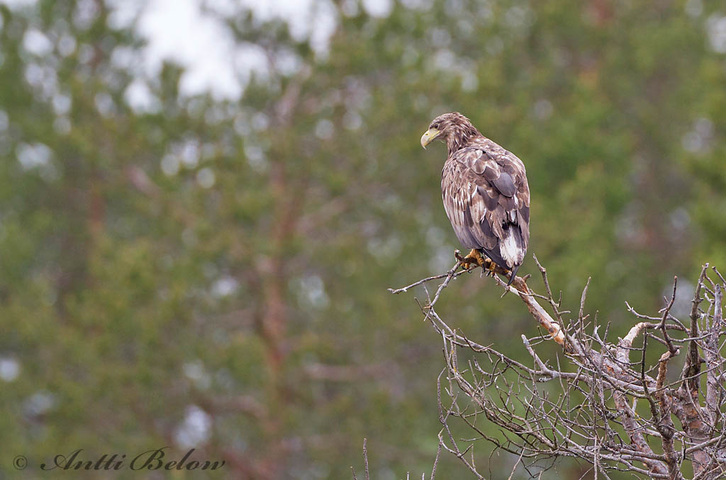 Avainsanat: Àguila marina Havørn Zeearend White-tailed Eagle Merikotkas Merikotka Pygargue à queue blanche Seeadler Rétisas Haförn Aquila di mare Havørn Águia-rabalva Haliaeetus albicilla Pigargo Europeo Havsörn