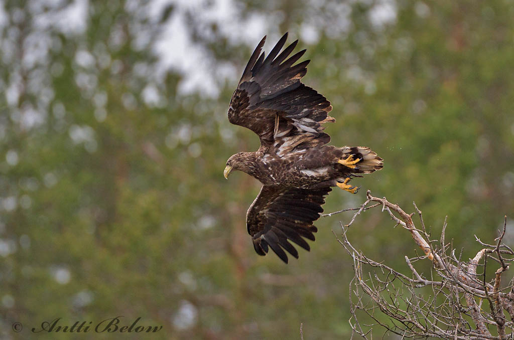 Avainsanat: Àguila marina Havørn Zeearend White-tailed Eagle Merikotkas Merikotka Pygargue à queue blanche Seeadler Rétisas Haförn Aquila di mare Havørn Águia-rabalva Haliaeetus albicilla Pigargo Europeo Havsörn