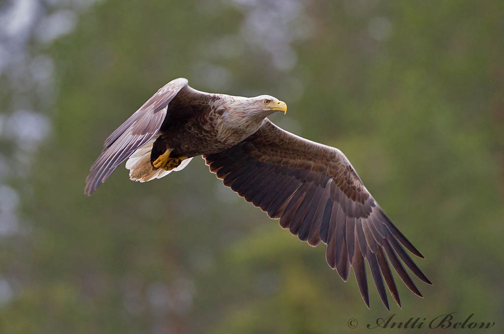 Avainsanat: Àguila marina Havørn Zeearend White-tailed Eagle Merikotkas Merikotka Pygargue à queue blanche Seeadler Rétisas Haförn Aquila di mare Havørn Águia-rabalva Haliaeetus albicilla Pigargo Europeo Havsörn