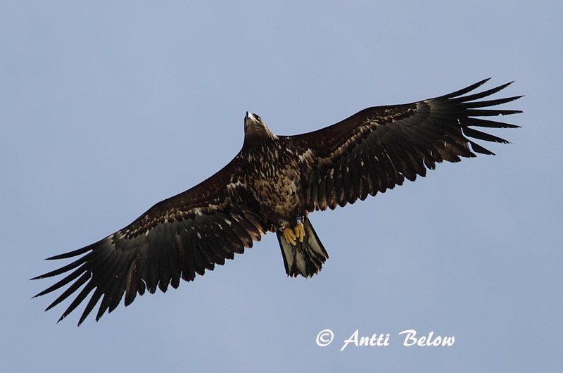 Avainsanat: Àguila marina Havørn Zeearend White-tailed Eagle Merikotkas Merikotka Pygargue à queue blanche Seeadler Rétisas Haförn Aquila di mare Havørn Águia-rabalva Haliaeetus albicilla Pigargo Europeo Havsörn