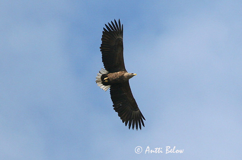 Avainsanat: Àguila marina Havørn Zeearend White-tailed Eagle Merikotkas Merikotka Pygargue à queue blanche Seeadler Rétisas Haförn Aquila di mare Havørn Águia-rabalva Haliaeetus albicilla Pigargo Europeo Havsörn
