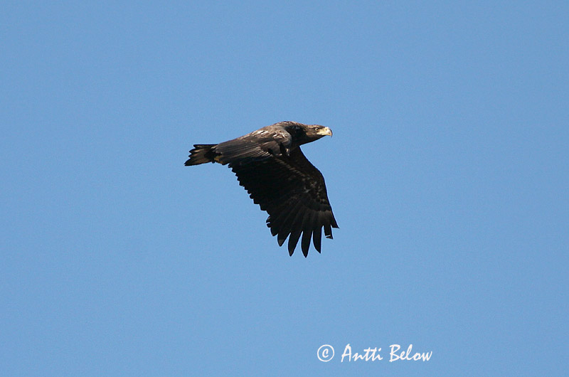 Avainsanat: Àguila marina Havørn Zeearend White-tailed Eagle Merikotkas Merikotka Pygargue à queue blanche Seeadler Rétisas Haförn Aquila di mare Havørn Águia-rabalva Haliaeetus albicilla Pigargo Europeo Havsörn