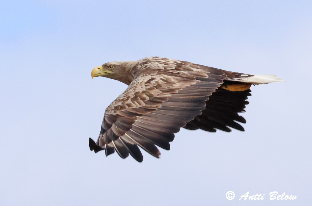 Signilskär
9/2024
Avainsanat: Àguila marina Havørn Zeearend White-tailed Eagle Merikotkas Merikotka Pygargue à queue blanche Seeadler Rétisas Haförn Aquila di mare Havørn Águia-rabalva Haliaeetus albicilla Pigargo Europeo Havsörn
