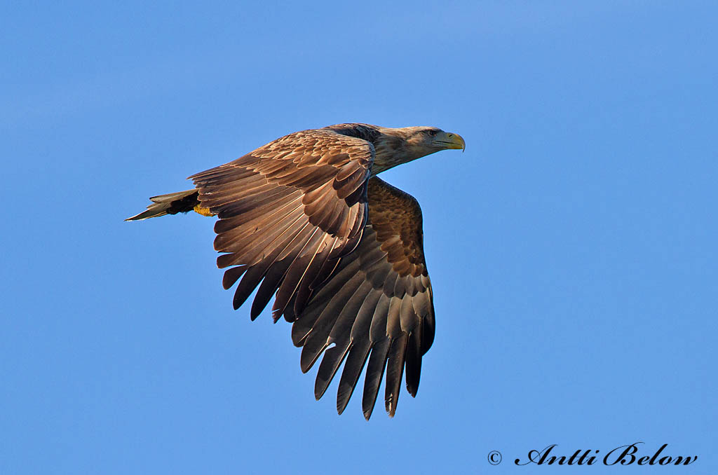 Avainsanat: Àguila marina Havørn Zeearend White-tailed Eagle Merikotkas Merikotka Pygargue à queue blanche Seeadler Rétisas Haförn Aquila di mare Havørn Águia-rabalva Haliaeetus albicilla Pigargo Europeo Havsörn