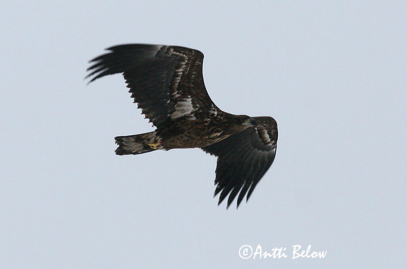 Avainsanat: Àguila marina Havørn Zeearend White-tailed Eagle Merikotkas Merikotka Pygargue à queue blanche Seeadler Rétisas Haförn Aquila di mare Havørn Águia-rabalva Haliaeetus albicilla Pigargo Europeo Havsörn
