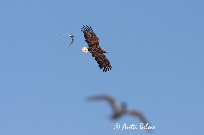 Avainsanat: Àguila marina Havørn Zeearend White-tailed Eagle Merikotkas Merikotka Pygargue à queue blanche Seeadler Rétisas Haförn Aquila di mare Havørn Águia-rabalva Haliaeetus albicilla Pigargo Europeo Havsörn