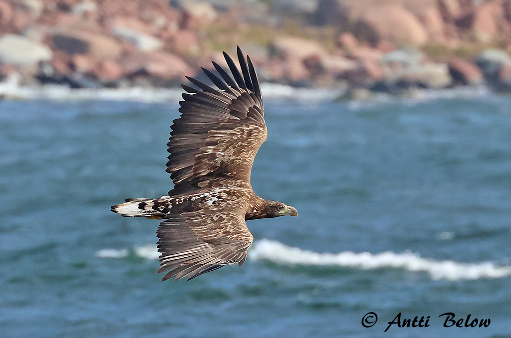 Signilskär
9/2024
Avainsanat: Àguila marina Havørn Zeearend White-tailed Eagle Merikotkas Merikotka Pygargue à queue blanche Seeadler Rétisas Haförn Aquila di mare Havørn Águia-rabalva Haliaeetus albicilla Pigargo Europeo Havsörn