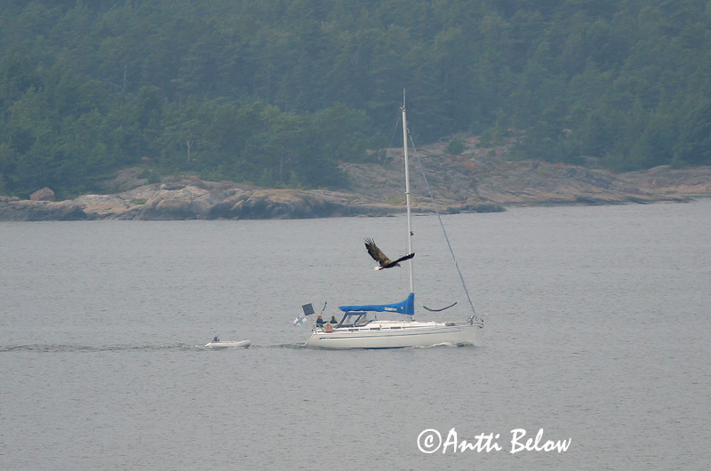 Avainsanat: Àguila marina Havørn Zeearend White-tailed Eagle Merikotkas Merikotka Pygargue à queue blanche Seeadler Rétisas Haförn Aquila di mare Havørn Águia-rabalva Haliaeetus albicilla Pigargo Europeo Havsörn