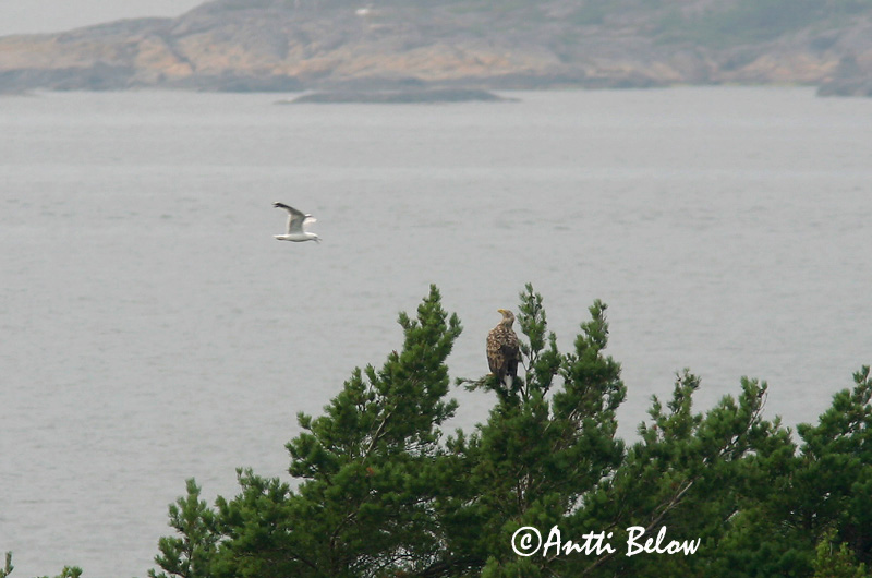 Avainsanat: Àguila marina Havørn Zeearend White-tailed Eagle Merikotkas Merikotka Pygargue à queue blanche Seeadler Rétisas Haförn Aquila di mare Havørn Águia-rabalva Haliaeetus albicilla Pigargo Europeo Havsörn