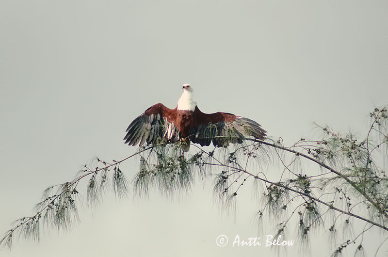 Kenya (slide)
Avainsanat: Afrikaanse Zeearend African Fish Eagle Pygargue vocifère Schreiseeadler Aquila pescatrice africana Flodørn Haliaeetus vocifer Pigargo Vocinglero Skrikhavsörn Kiljumerikotka