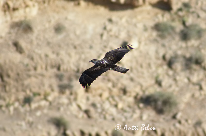 Avainsanat: Vuorikotka Àguila perdiguera Havikarend Bonelli's Eagle Aigle de Bonelli Habichtsadler Aquila del Bonelli Haukørn Hieraaetus fasciatus Aguila-azor Perdicera Hökörn