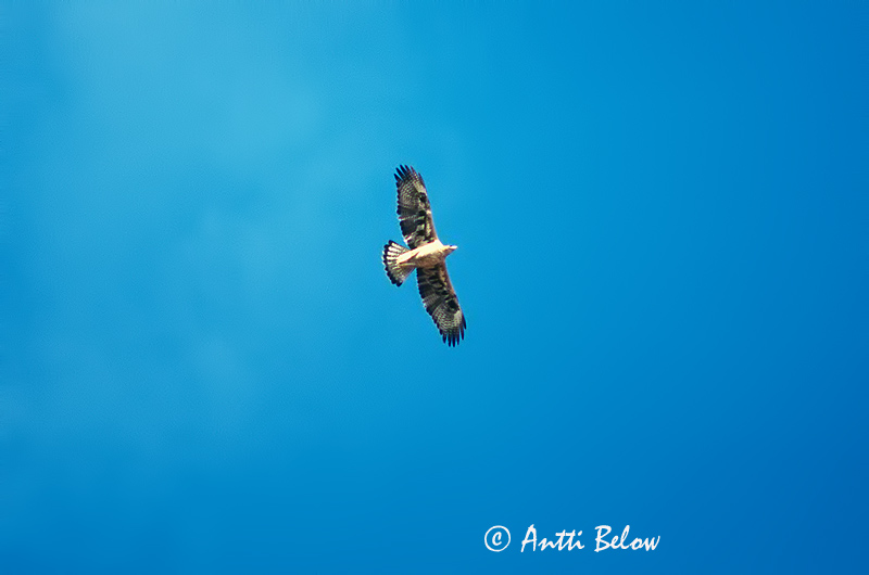 Avainsanat: Vuorikotka Àguila perdiguera Havikarend Bonelli's Eagle Aigle de Bonelli Habichtsadler Aquila del Bonelli Haukørn Hieraaetus fasciatus Aguila-azor Perdicera Hökörn