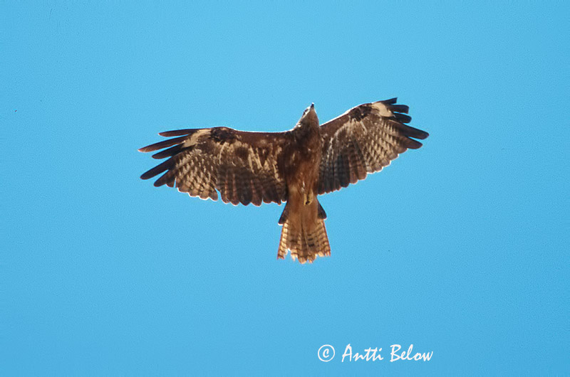 Avainsanat: Milà negre Sort glente Zwarte wouw Black Kite Must-harksaba Haarahaukka Milan noir Schwarzmilan Barna kánya Vatnagleða Svartglente Milhafre-preto Milvus migrans Milano Negro Brun glada