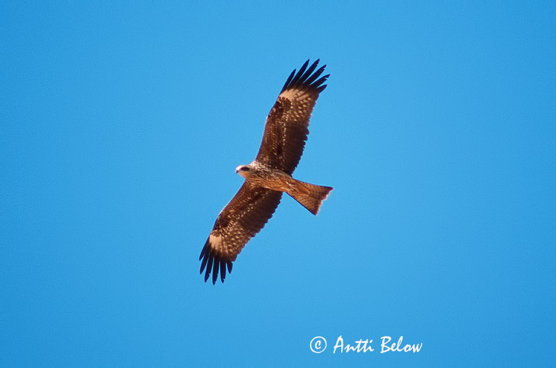 Avainsanat: Milà negre Sort glente Zwarte wouw Black Kite Must-harksaba Haarahaukka Milan noir Schwarzmilan Barna kánya Vatnagleða Svartglente Milhafre-preto Milvus migrans Milano Negro Brun glada