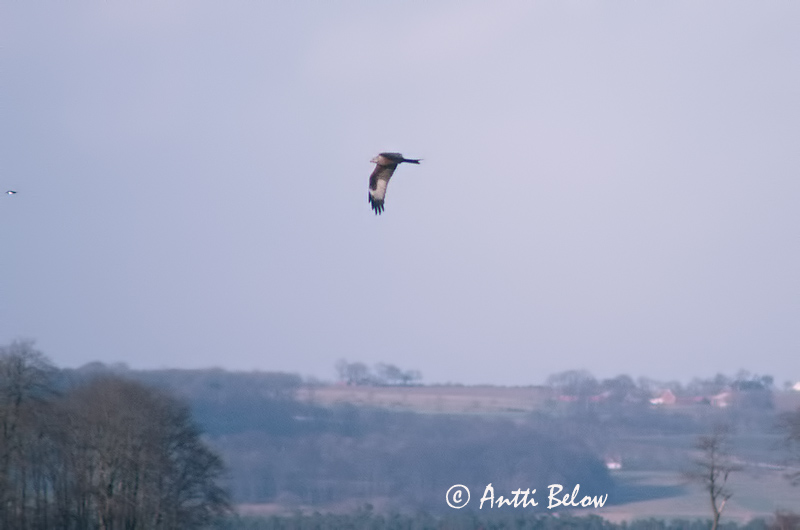 Avainsanat: Milà reial Rød glente Rode wouw Red Kite Puna-harksaba Isohaarahaukka Milan royal Rotmilan Vörös kánya Svölugleða Glente Milhano Milvus milvus Milano Real Röd glada