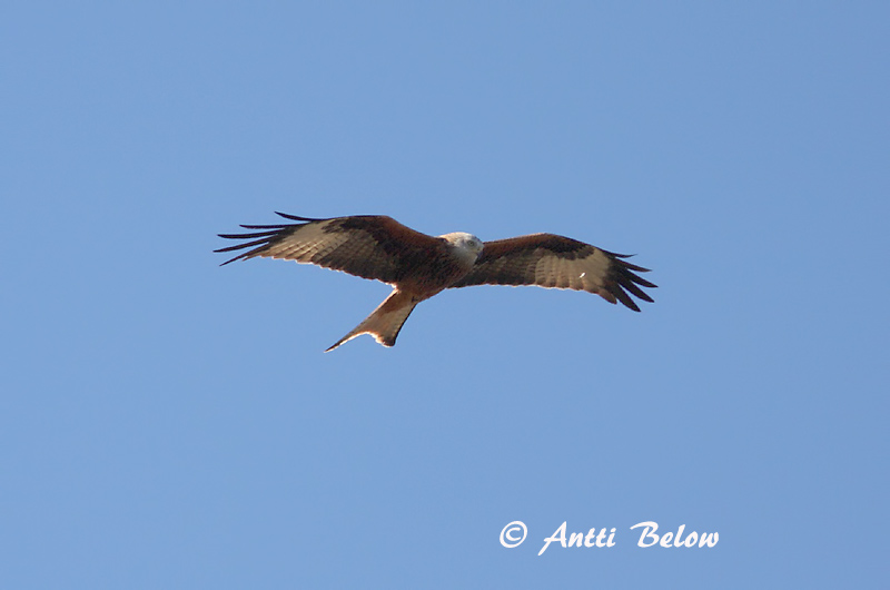 Avainsanat: Milà reial Rød glente Rode wouw Red Kite Puna-harksaba Isohaarahaukka Milan royal Rotmilan Vörös kánya Svölugleða Glente Milhano Milvus milvus Milano Real Röd glada